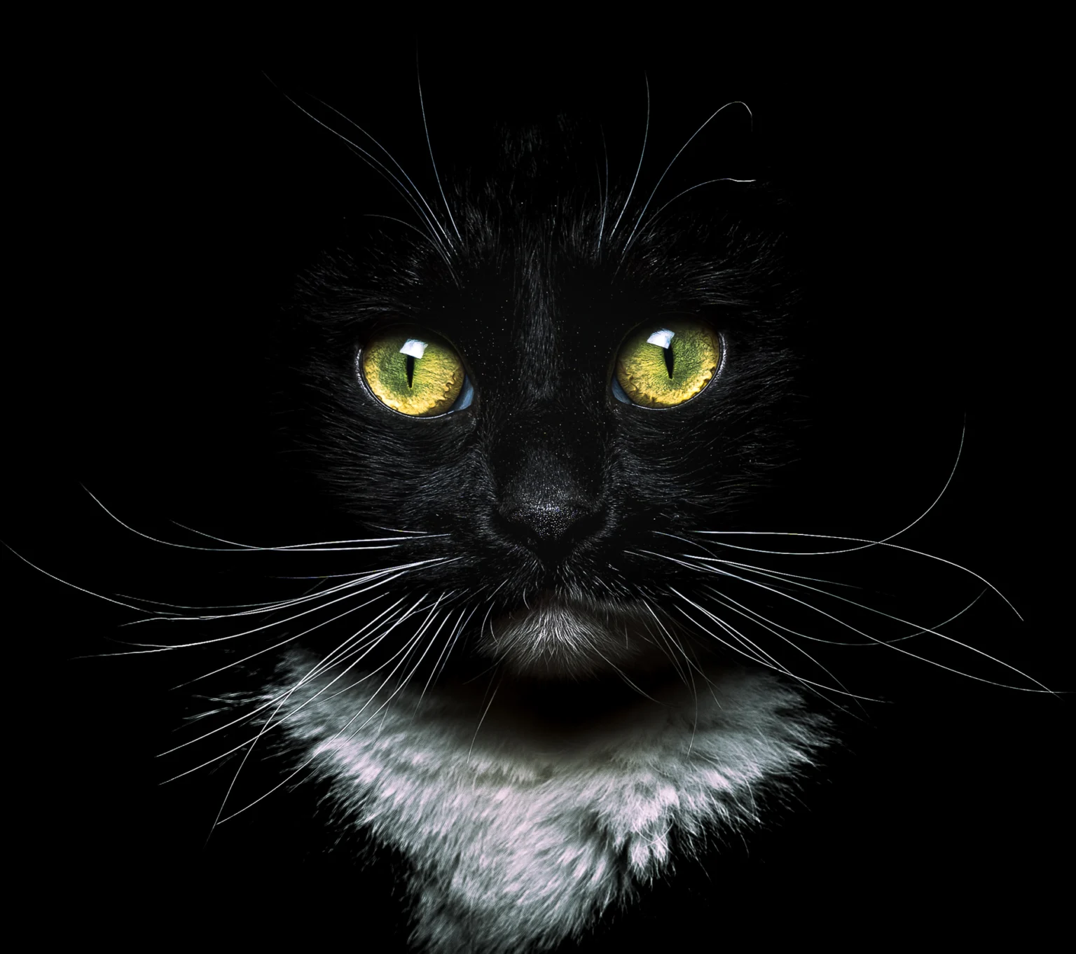 Close-up van kat met groene ogen